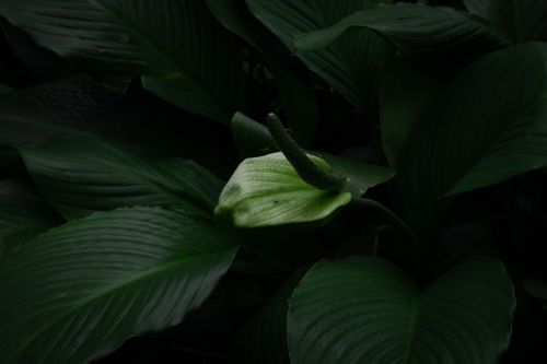 Rio de Janeiro Botanical Garden