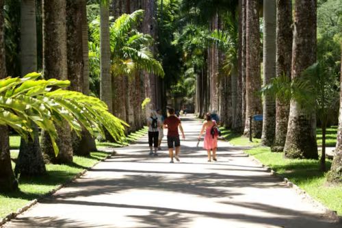 Rio de Janeiro: Botanical Garden Guided Visit