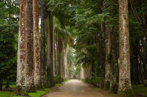 Rio de Janeiro Botanical Garden