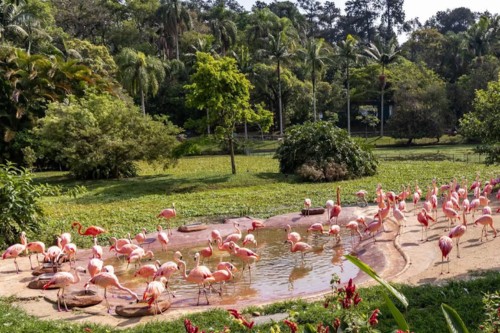 Visit the Sao Paulo Zoo