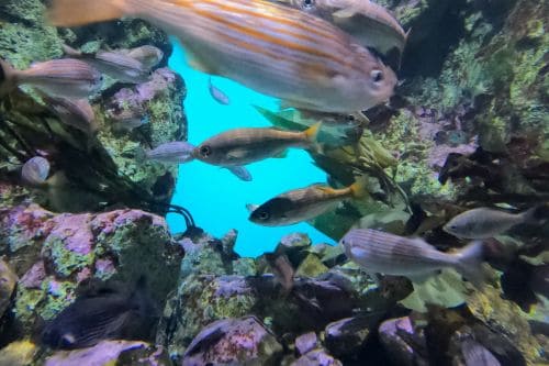 California Academy of Sciences