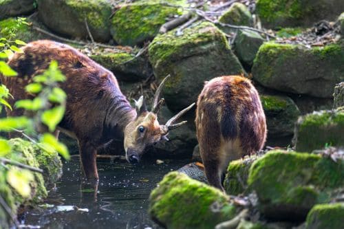 Rotterdam Zoo