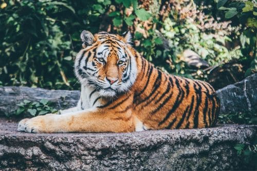 San Diego Zoo