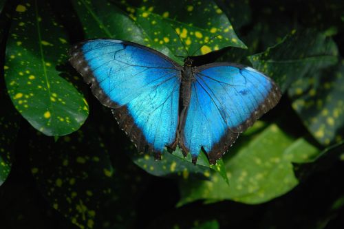 Key West Butterfly And Nature Conservatory