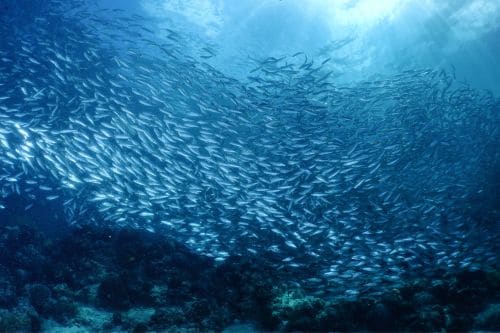 Moalboal Sardine Run