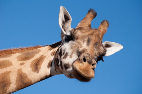 San Diego Zoo
