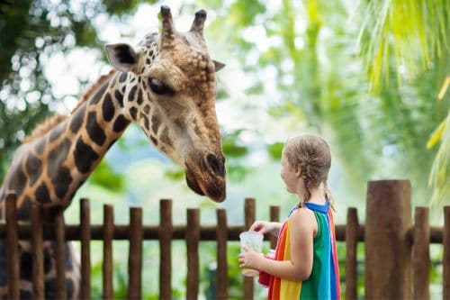 Singapore Zoo