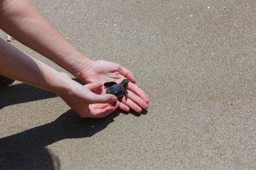 Bali Sea Turtle Society