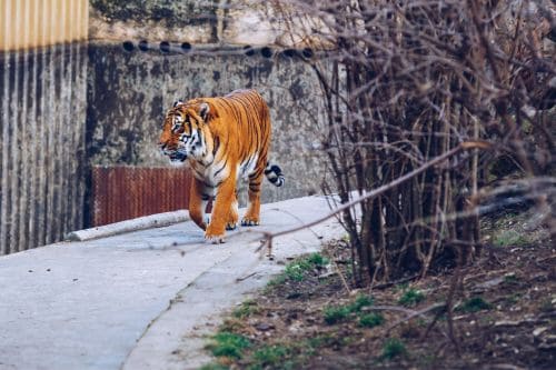 Prague Zoo