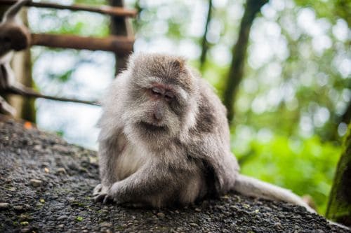 Sacred Monkey Forest Sanctuary