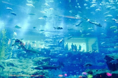 The Lost Chambers Aquarium