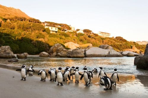 Cape Town Travel