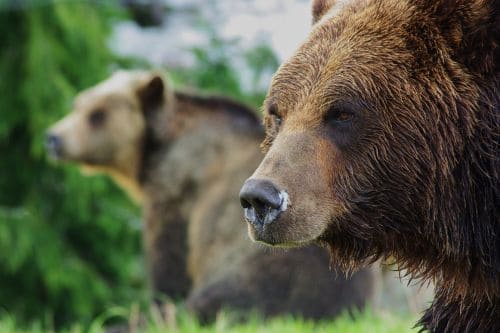Refuge For Endangered Wildlife