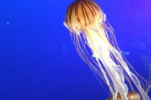 Vancouver Aquarium
