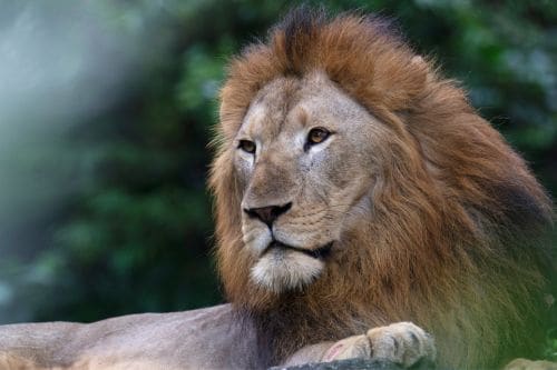 Singapore Zoo
