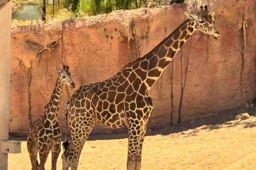 El Paso Zoo
