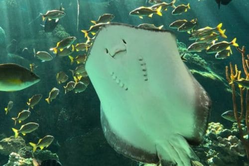 Florida Aquarium
