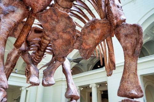 Field Museum