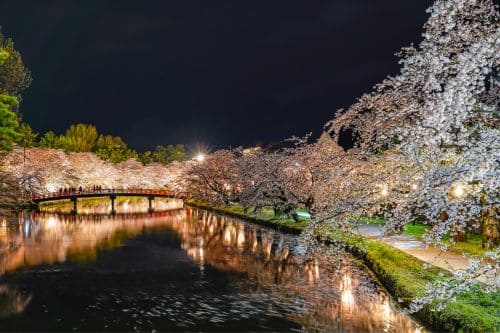 Cherry Blossom Festivals in Japan