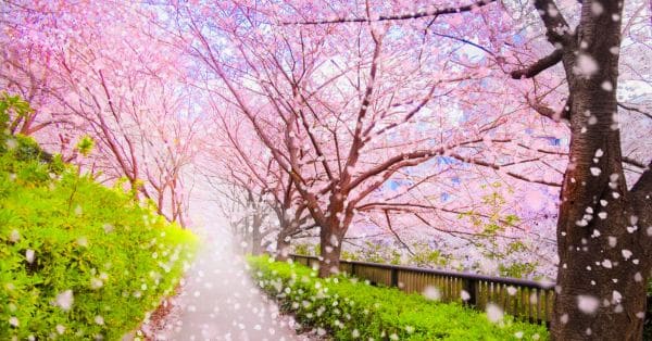 Japan Cherry Blossom Forecast