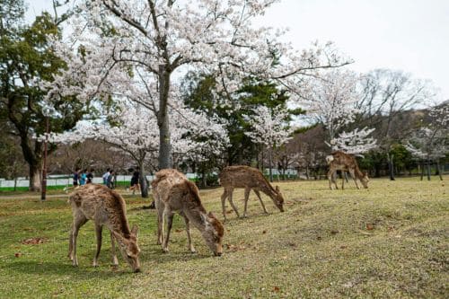 Nara Park