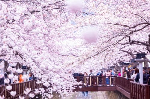Seoul Cherry Blossom Forecast