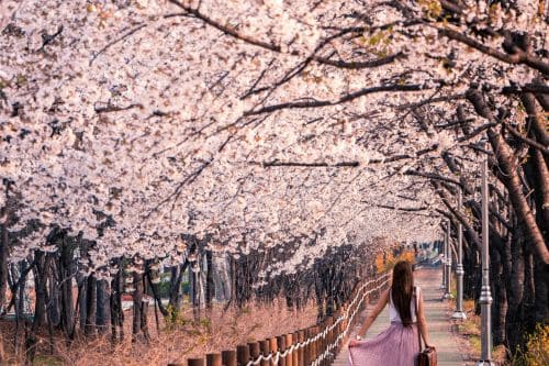 Tips For Seoul Cherry Blossom Viewing