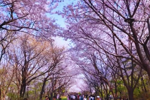 Seoul Forest