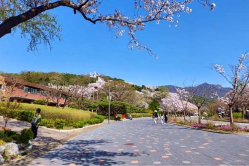Seoul Grand Park Cherry Blossom Festival
