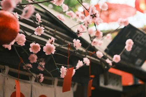 Tips For Cherry Blossom Festival