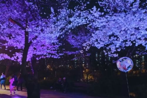 Yeouido Park Cherry Blossom Festival